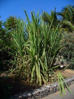 Saccharum_officinarum Sugarcane, Purple Sugar Cane